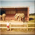 Elephants at Knowsley in L34 6HP