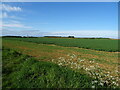 Crop field near Ganthorpe in YO60 6QE
