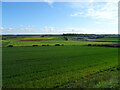 Crop field north of Terrington in YO60 6PN