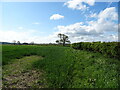 Cereal crop and hedgerow in YO60 6RT