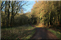 Forest Track in Hood Hill Plantation in YO7 2QB