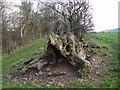 Tree stump in NP8 1LD