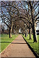 Tree-lined path in Devonport Park in PL2 1SG