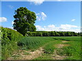 Crop field and hedgerow near Stearsby in YO61 4SA