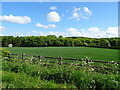 Cereal crop towards woodland, Stearsby in YO61 4SA