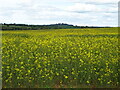 Oilseed rape crop, Marton-in-the-Forest in YO61 1NH