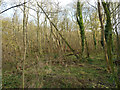 Woodland by New Lodge Chase in CM3 4AY