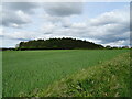 Cereal crop towards Crayke Lodge Plantation in YO61 3ES