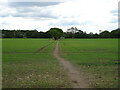Footpath over crop field in YO61 3QD