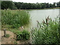 Blickling Estate - The Lake in NR11 6PU