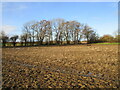 Stubble field and trees by Fen Lane in NG24 3ND