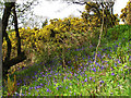 Bluebells and Gorse, Fordmill Farm in EX22 7SW
