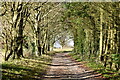 Track through trees toward Fovant Down in SP3 5JE