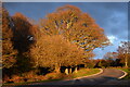 Sunset light on trees at Godshill in SP6 2LN