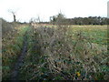 Footpath north from Highleigh in PO20 7QS
