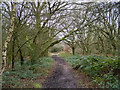 Footpath through the trees, Danbury Common in CM3 4GH