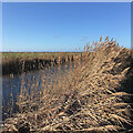 Burwell Lode: reeds and a long level view in CB25 0BN