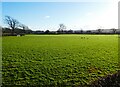 Sheep pasture, near Monkwood in DT6 5PF
