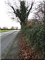 Fallen leaves on the Simonston Road pavement, Bridgend in CF31 2BJ