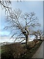 Wintry tree beside Yarridge Road in NE46 2JP