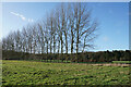 Line of trees near Little Wittenham Wood in OX10 0QX