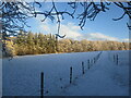 Snow-covered field in the Dalzell Estate in ML1 2RX