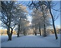 Tree-lined avenue on the Dalzell Estate in ML1 2RX