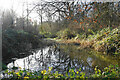 Pond in Little Wittenham Wood in OX10 0QX