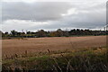 Farmland across the River Lark in IP32 6NE