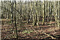 View into Stubb's Copse in SO20 6QN