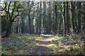 Path in Humbers Wood in SO20 6DQ