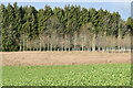 New plantation in front of stand of conifers, west of News Wood in SO20 6QP
