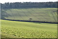 Rolling fields at Lower Eldon Farm in SO20 6QP