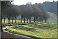 Line of trees beside farm road, Lower Eldon Farm in SO20 6QP