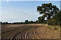 Cultivated field near Fox's Farm, Nacton in IP10 0JJ