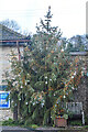 Membury : Christmas Tree in EX13 7AB