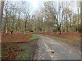 Access road through Jockey's Wood in TN6 1UX
