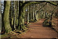 Footpath through trees, Clent Hills in DY9 9PA
