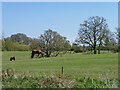Horses in field by Swan Wood in CM4 9TB