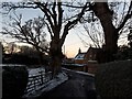 Silhouetted trees at Barncluith in ML3 7HG