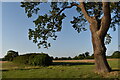 Oak tree and hedgerow, Purdis Farm in IP10 0AA