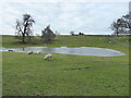 Seasonal pool in sheep pasture near Rossall Farm in SY3 8ED