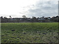 View to the rear of houses on the Mount, Shrewsbury from the riverside footpath in SY1 2NR