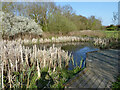 Pond in Hannakins Meadow in Billericay West Ward