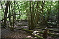 Coppicing, Salmon Wood in RH19 3PG
