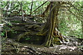 Roots and rock, Salmon Wood in RH19 3PG