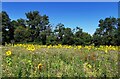 Sunflower Crop at East Chiltington in East Chiltington