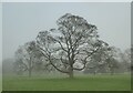 Ghostly winter trees in the mist, Syndale Park in ME13 0RH