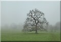 Ghostly winter tree in the mist, Syndale Park in ME13 0RH