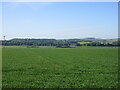 Field east of Guthrie in DD8 2TR